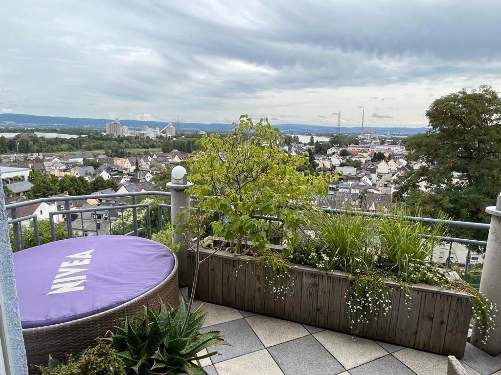 Zum Schoenen Ausblick Weissenthurm Экстерьер фото